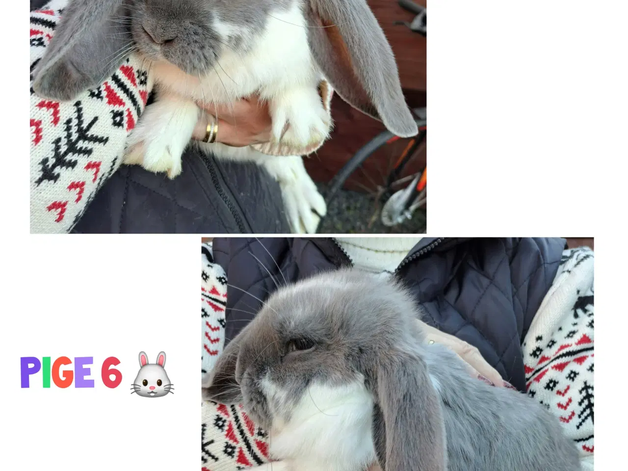 Billede 6 - Franske væddere søger nyt hjem