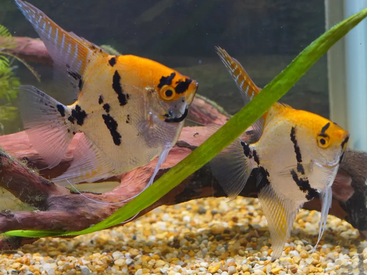 Billede 1 - Koi Scalarer til det store akvarie