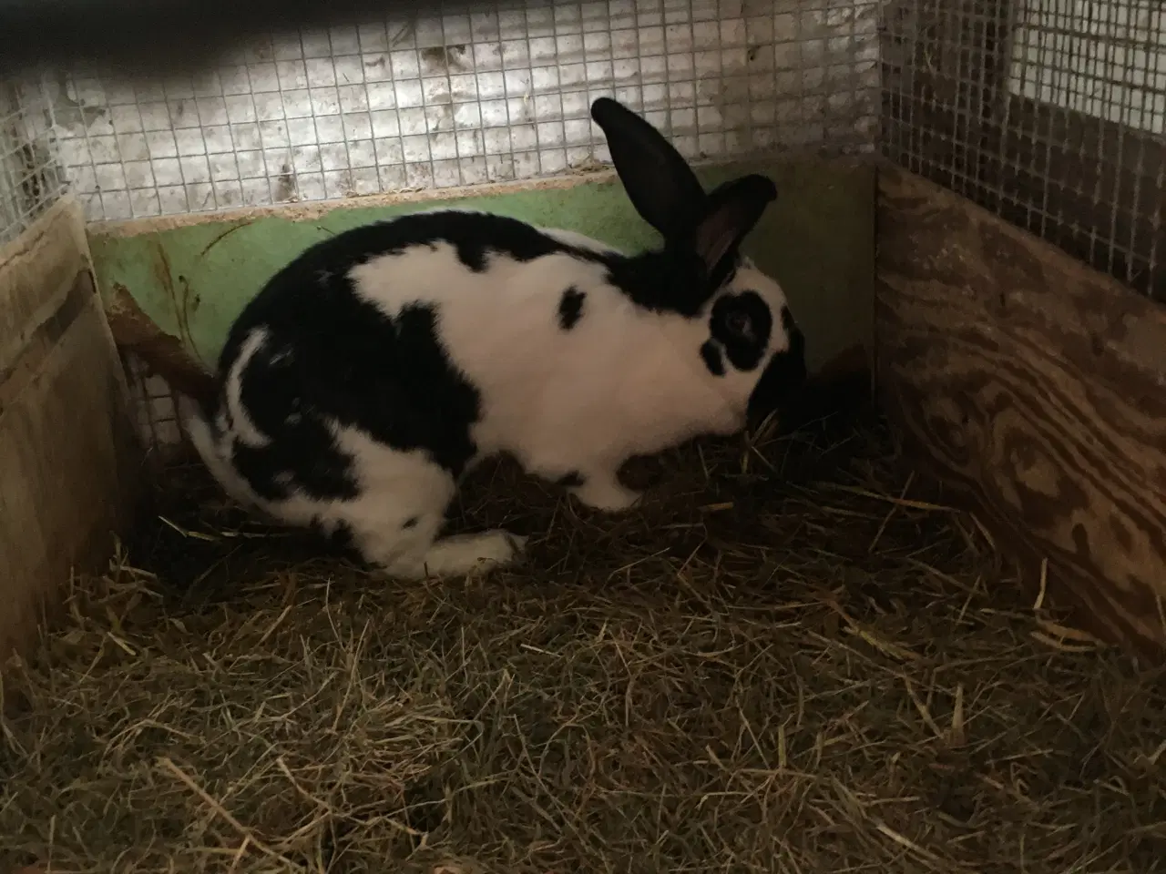 Billede 1 - Hunkanin, bk x tysk kæmpechecke