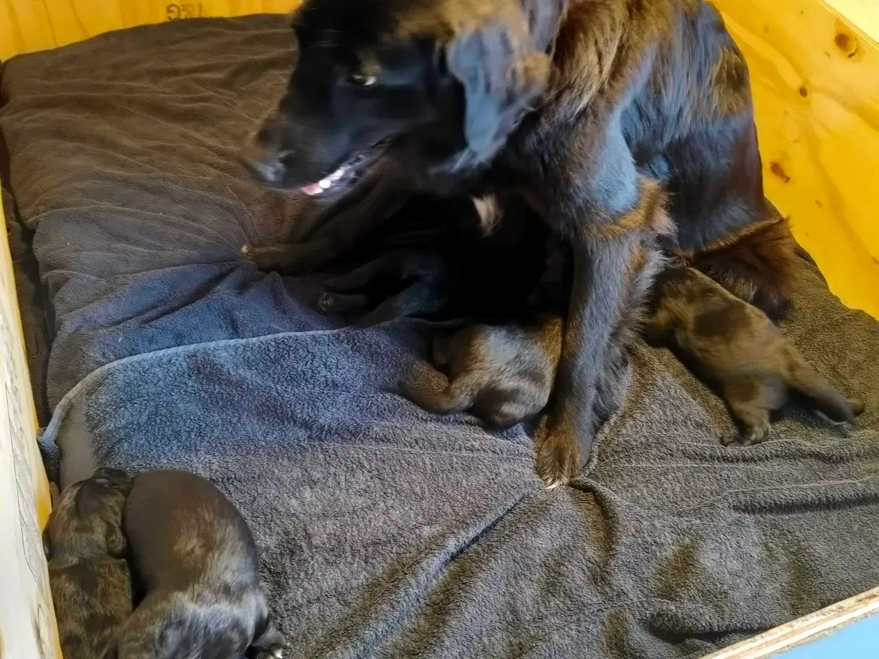 Billede 8 - Hvalpe fra den mest rolige familie hund
