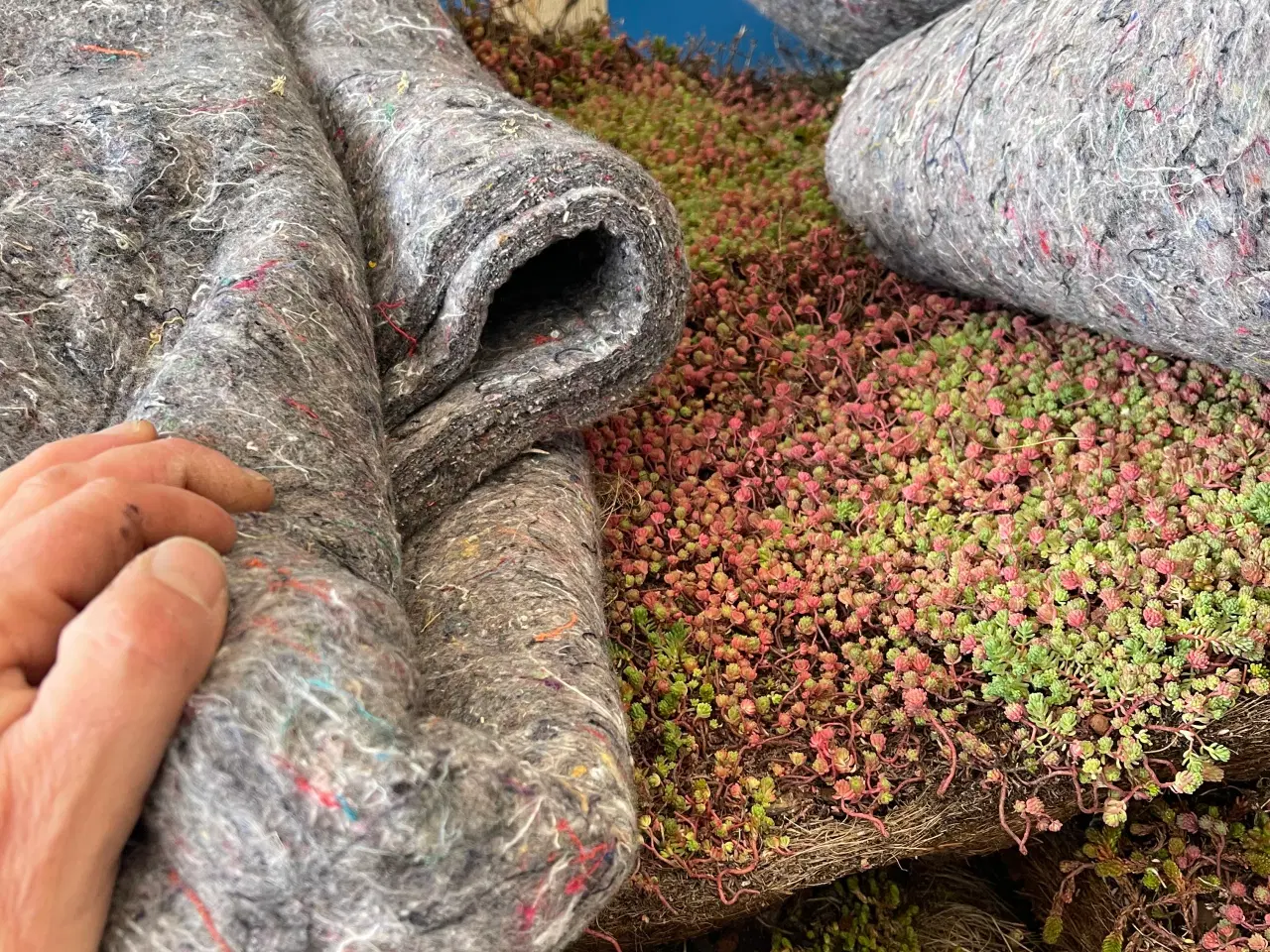 Billede 2 - Sedumtag ecoflora fra growtek