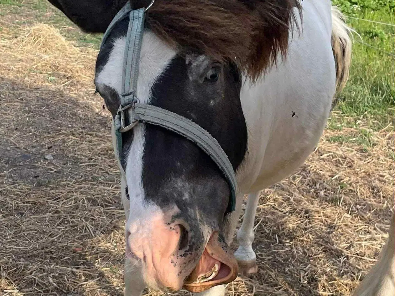 Billede 7 - Shetland blænding