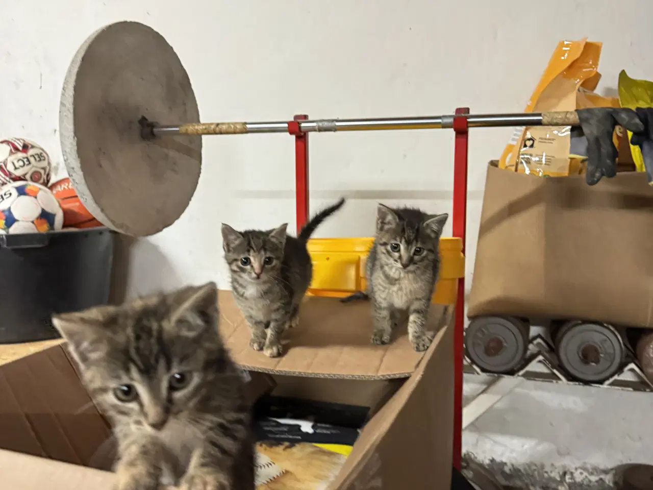 Billede 2 - Kattekillinger bortgives