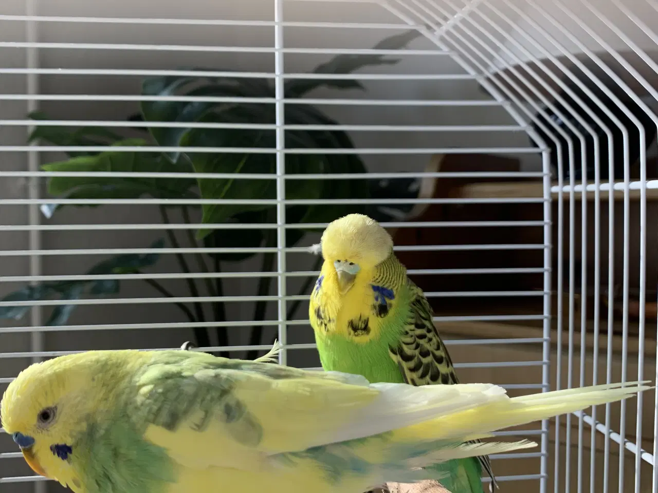 Billede 3 - Undulater Med Bur Og Tilbehør