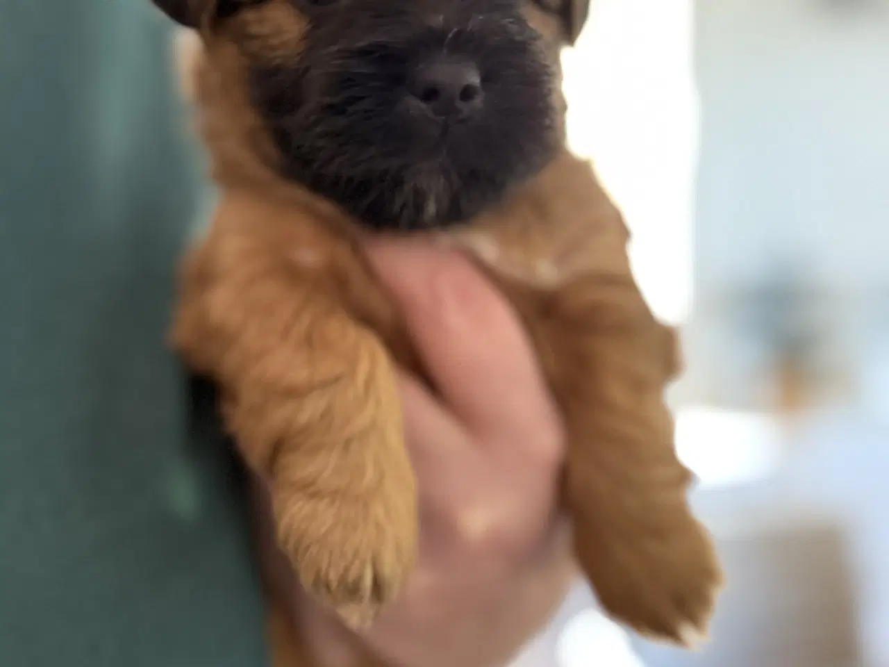 Billede 5 - Små chokoladefarvede uldtotter 🤎