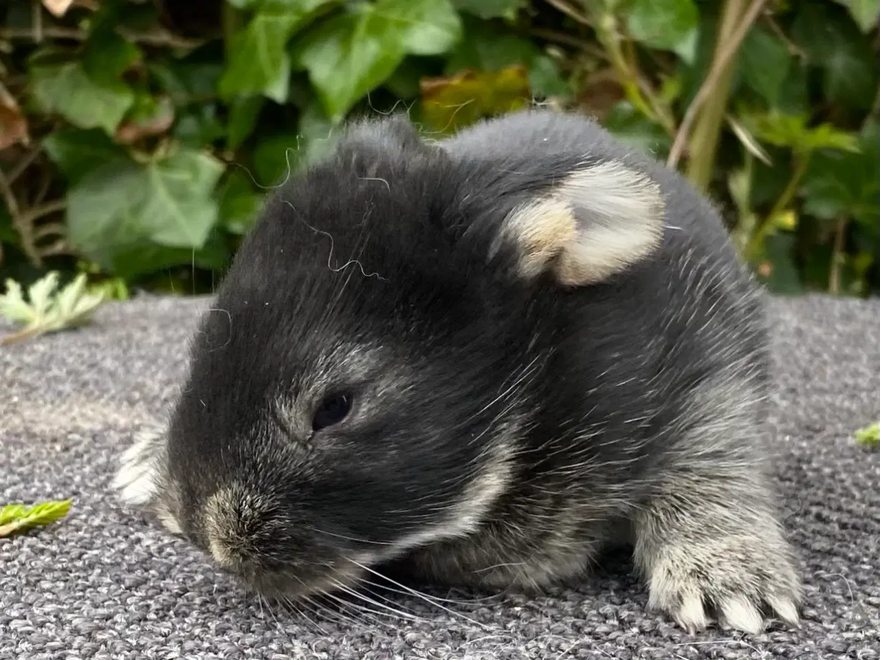 Billede 1 - FRANSK VÆDDER HUN SORT OTTER