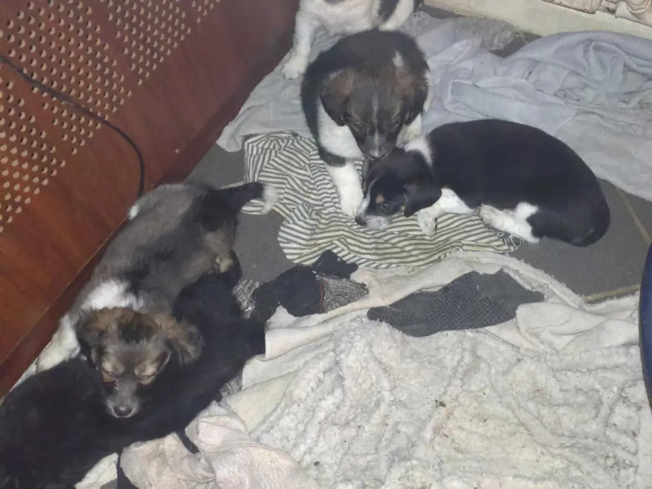 Billede 11 - Jack Russell blanding