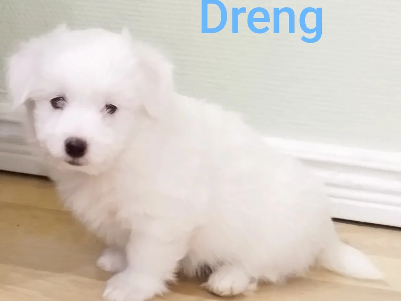 Billede 3 - Coton de Tulear hvalpe