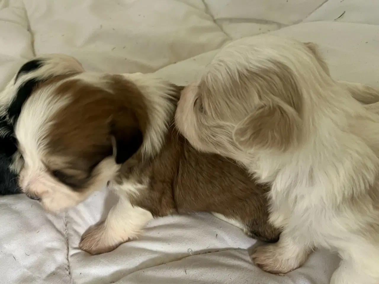 Billede 11 - Allergivenlig Shih Tzu / Bichon Havanais