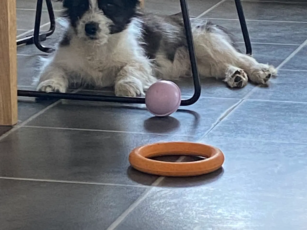 Billede 3 - Border collie / Coton de Tulear Så er vi Klar