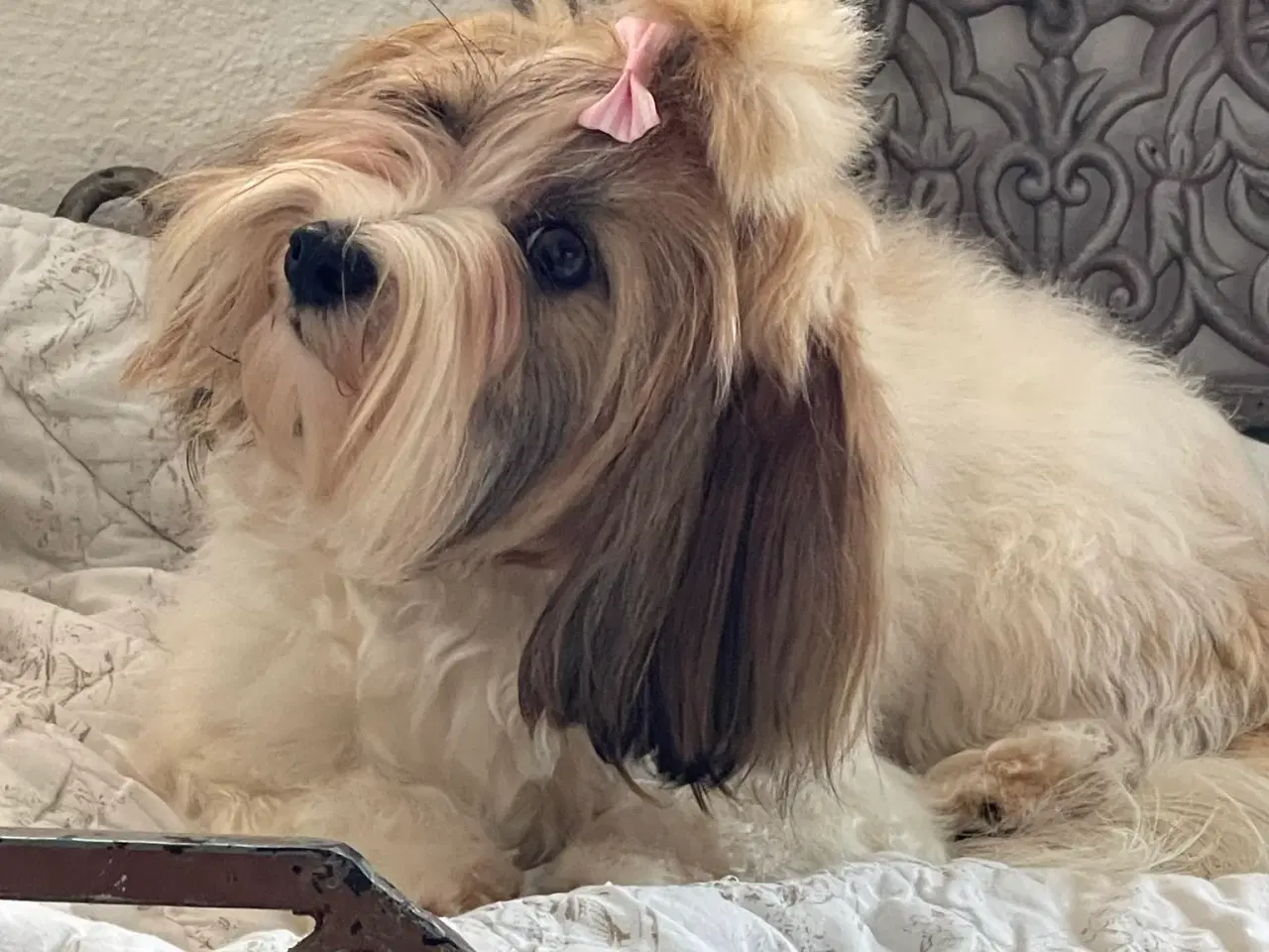 Billede 11 - Skønne Bichon Havanais-hvalpe
