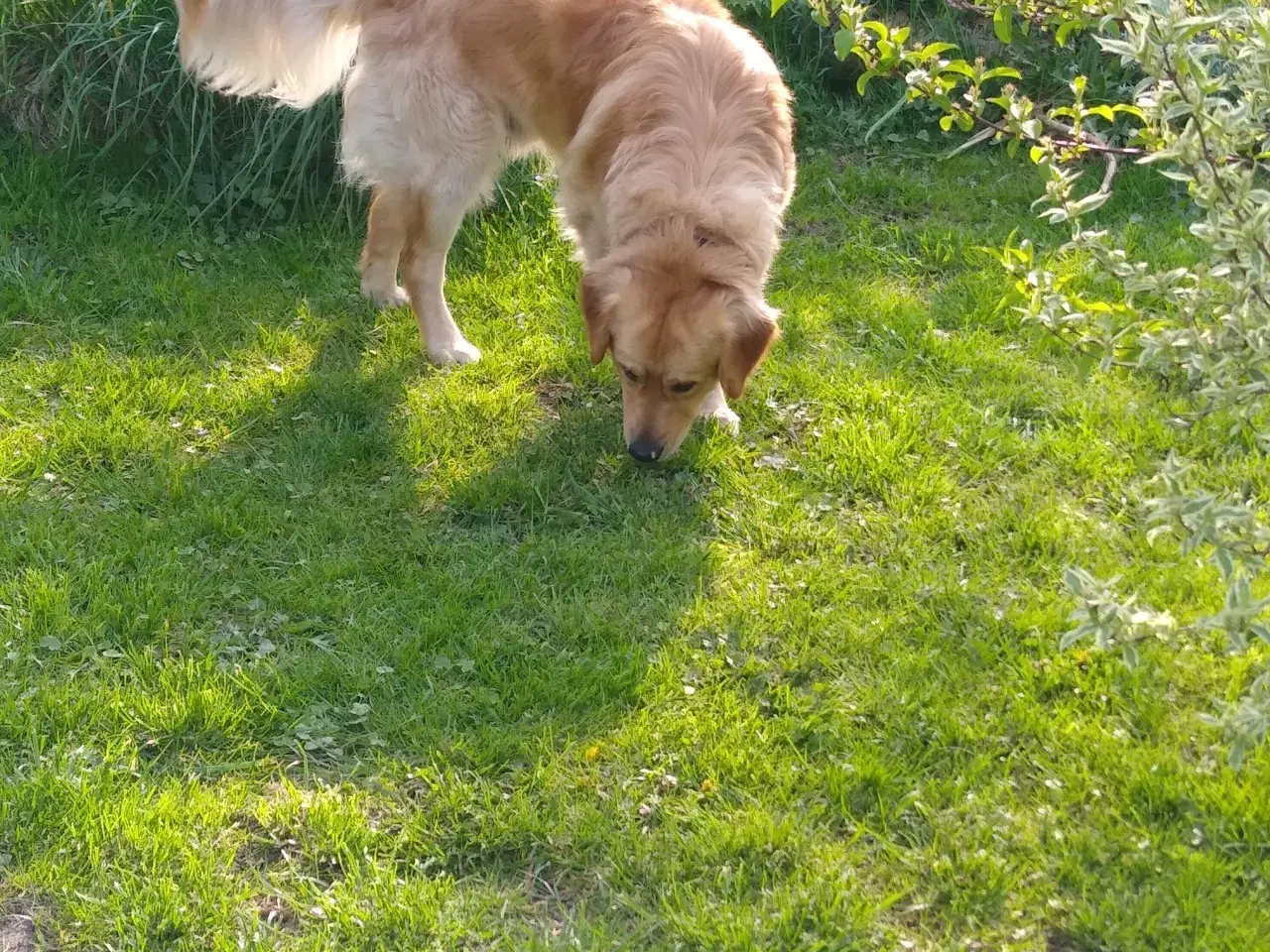 Billede 16 - Verdens smukkeste Golden Retriever hvalpe