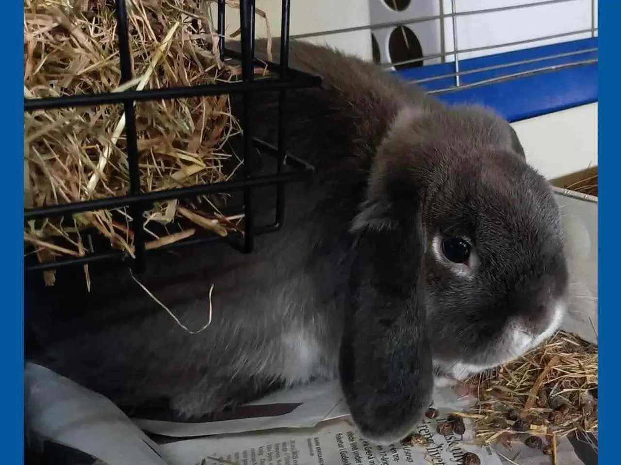 Billede 4 - Kaniner, kanin unge