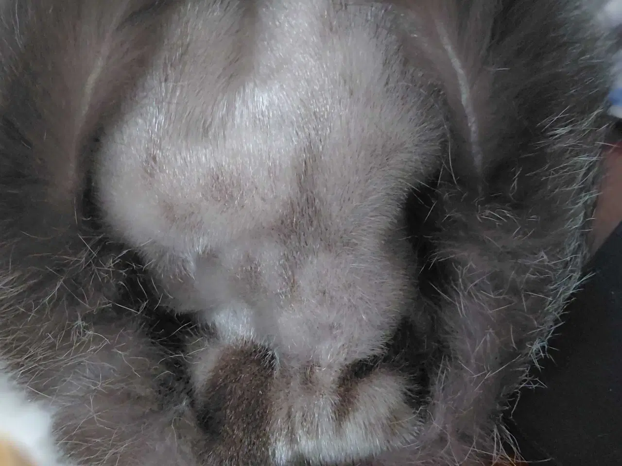 Billede 1 - Sælskindshue +luffer