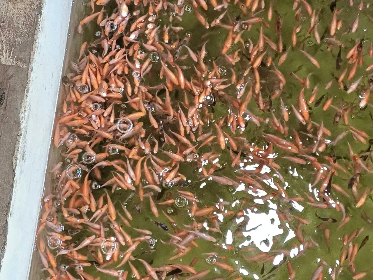 Billede 1 - Koi 8-12 cm