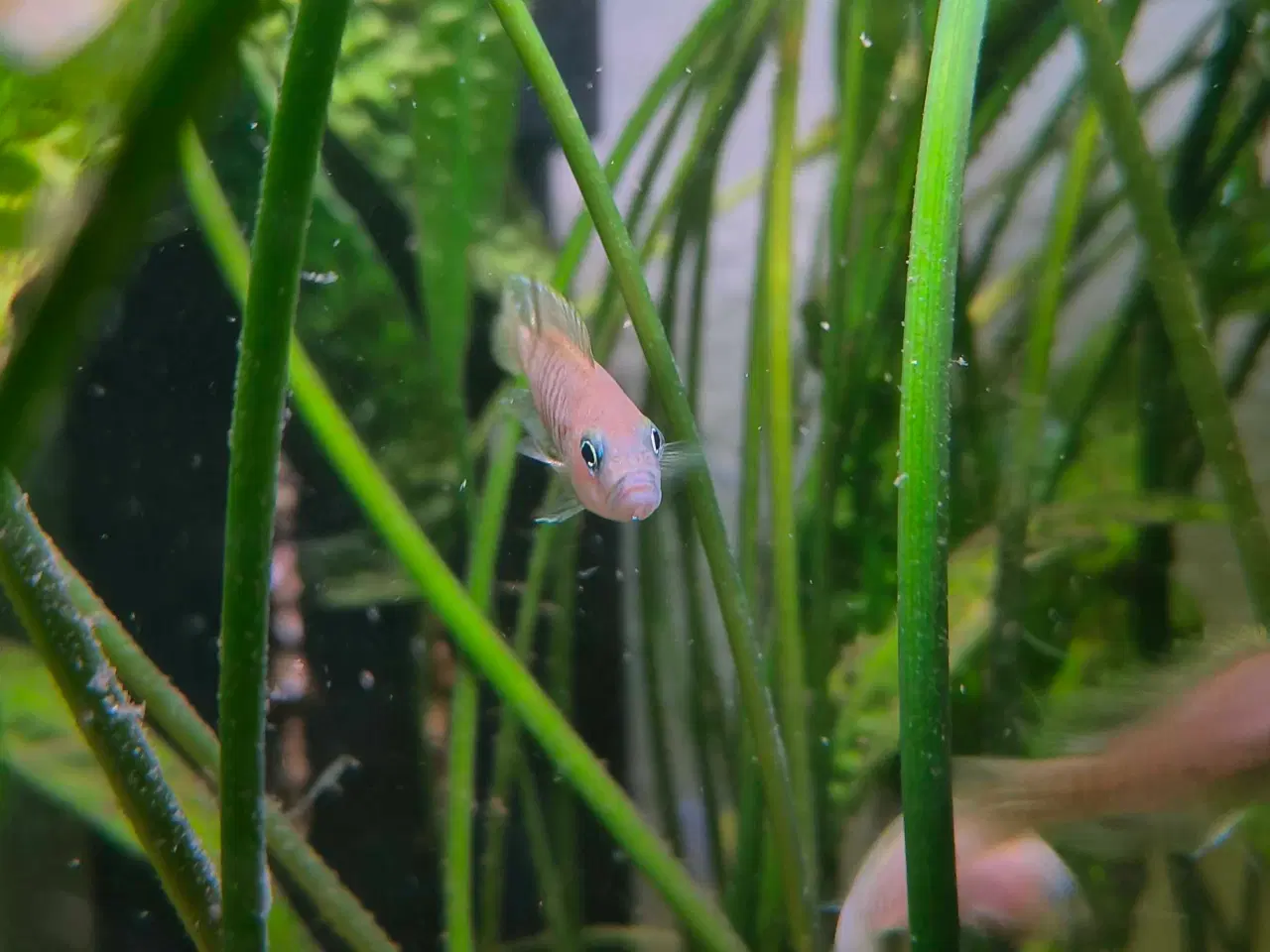 Billede 3 - Neolamprologus Multifasciatus cichlider