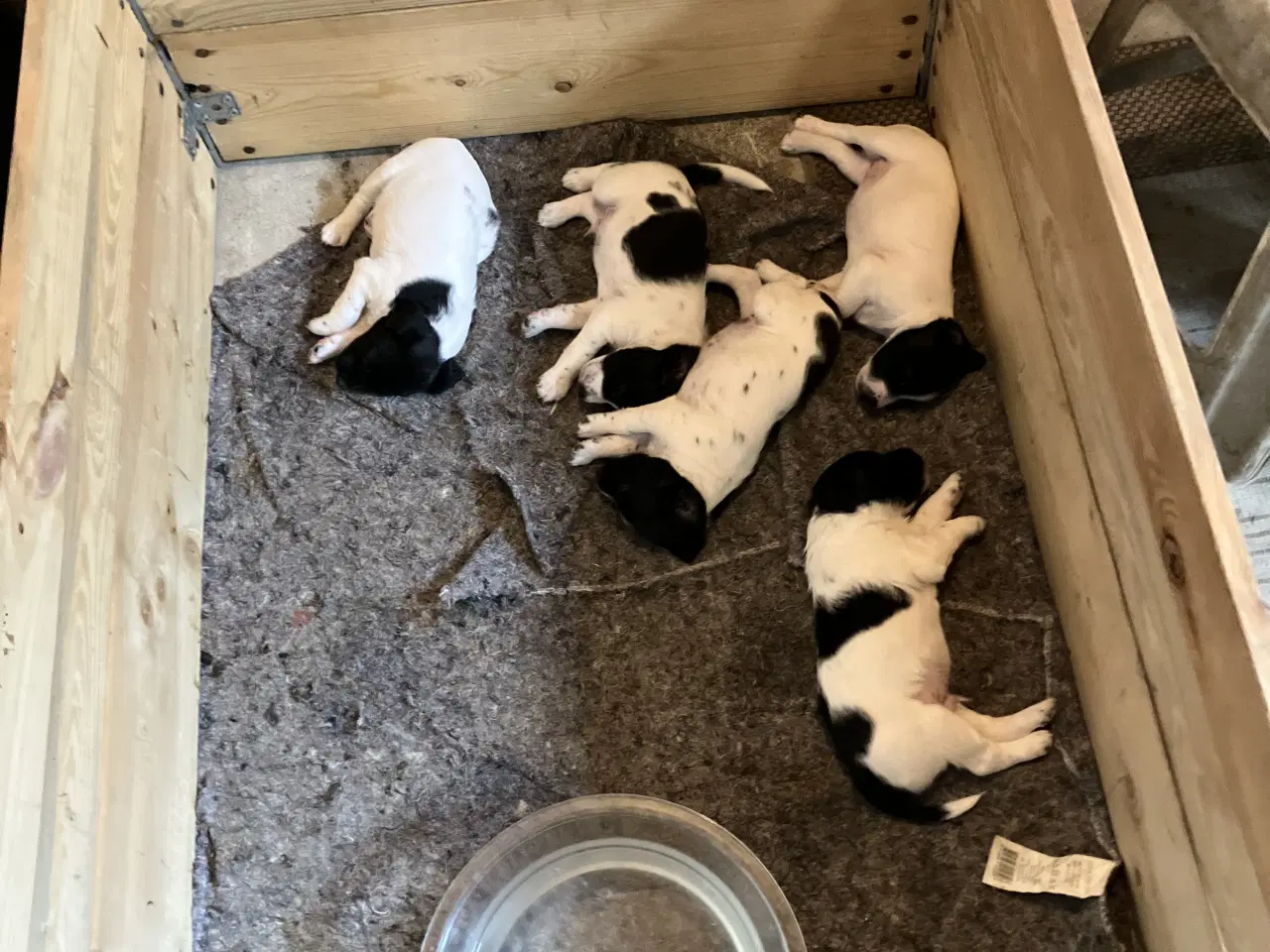 Billede 3 - Hunde Hvalpe sælges