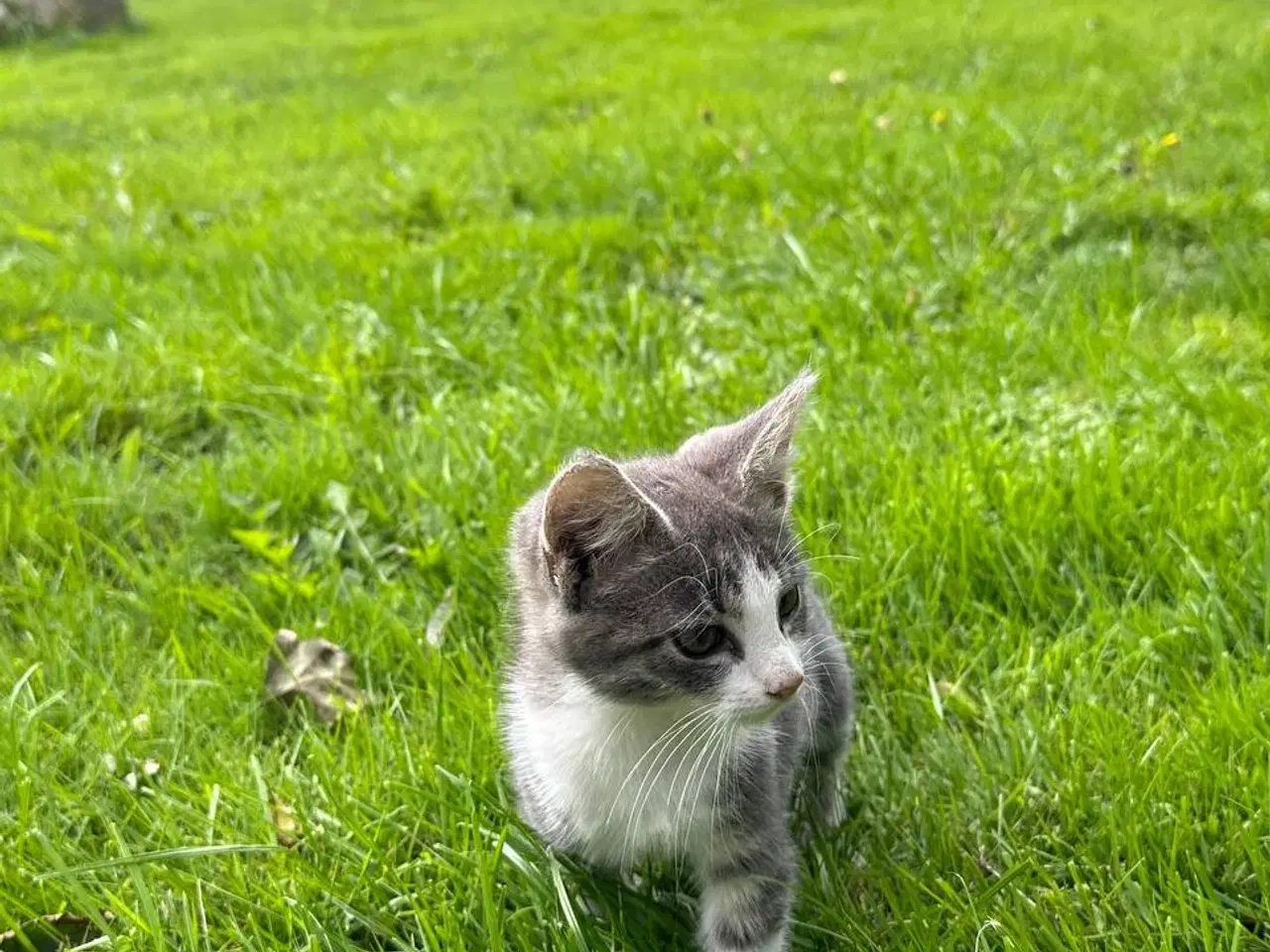 Billede 5 - Små killinger søger en familie😻