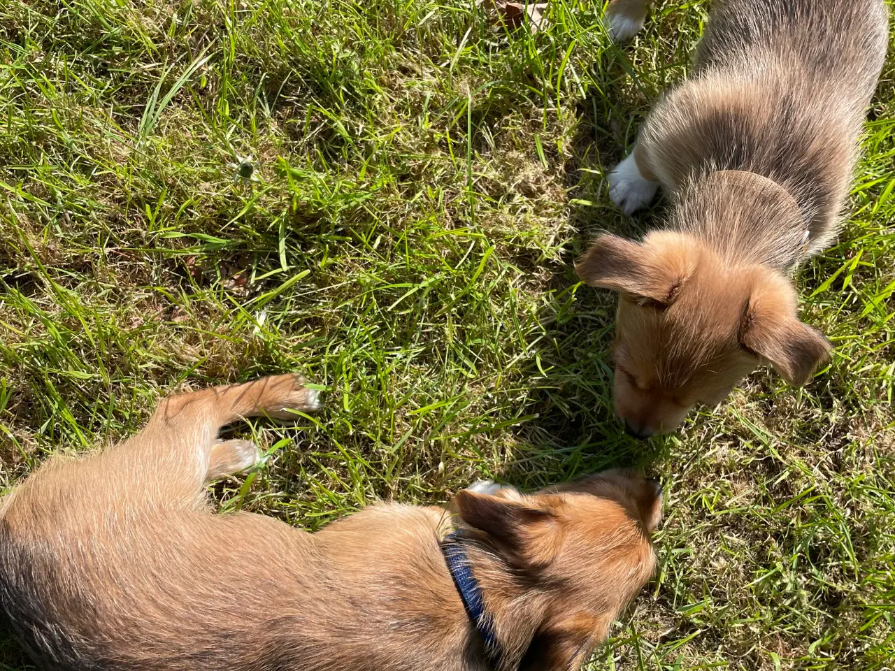 Billede 4 - Hundehvalpe 7 uger gamle få stk tilbage
