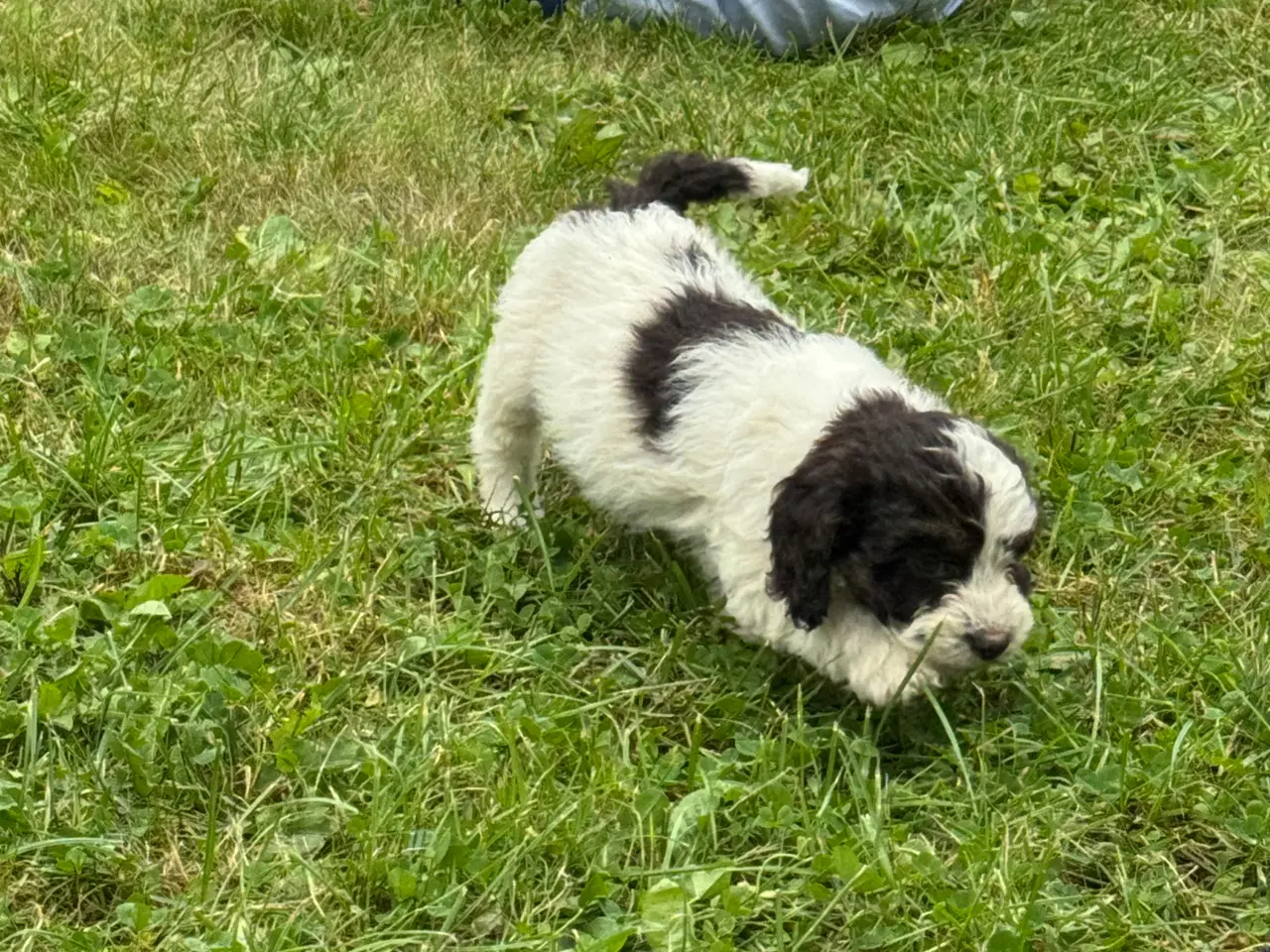Billede 8 - Skønne Cockapoo hvalpe få tilbage