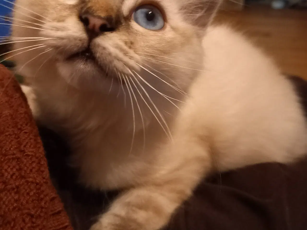 Billede 1 - Hellig Birma Killinger 