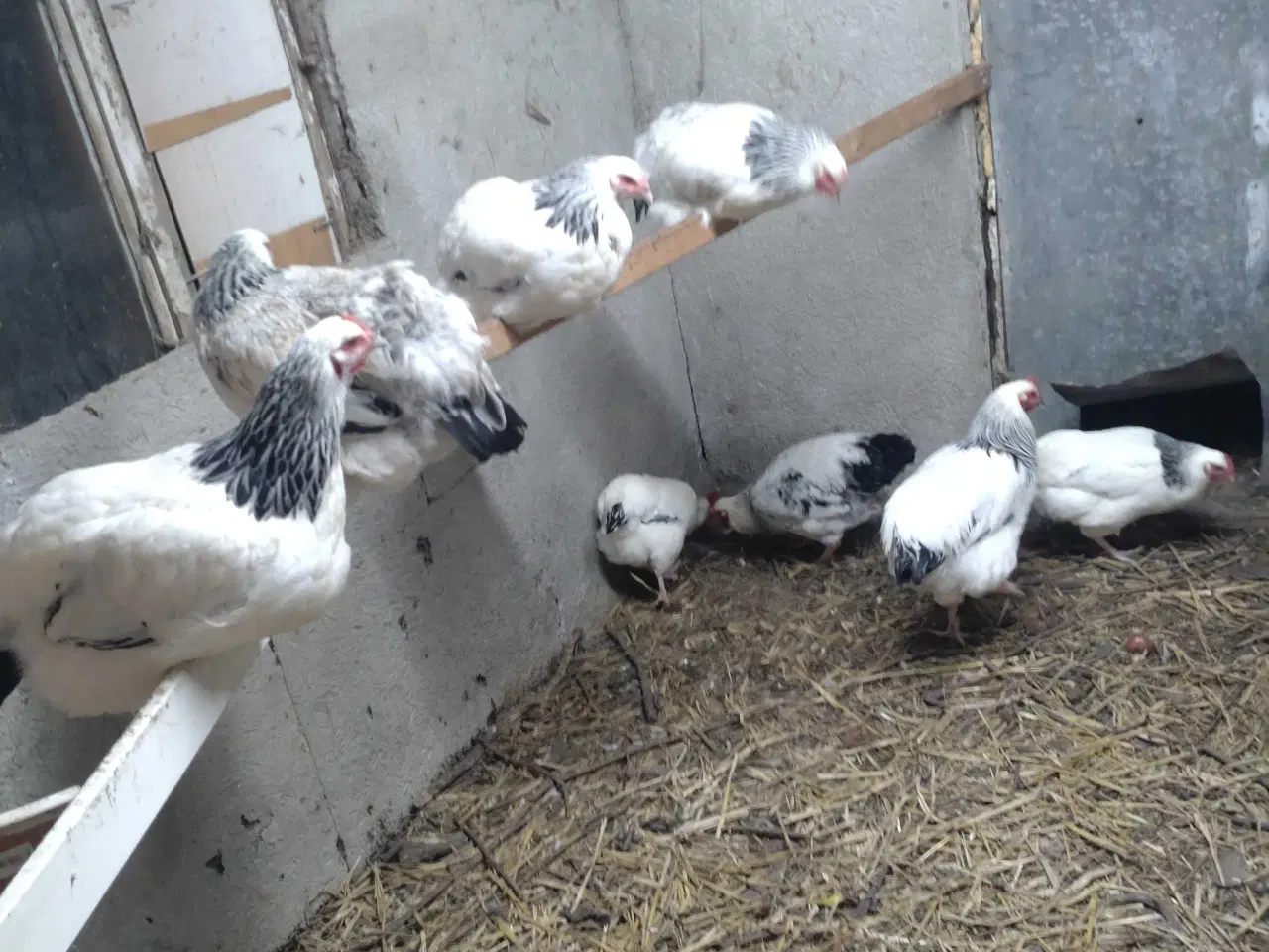 Billede 2 - Sussex-hanner