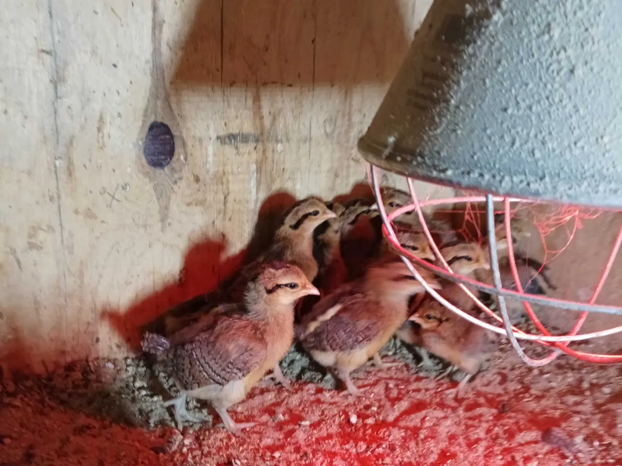 Billede 5 - Danske landhønse kyllinger 