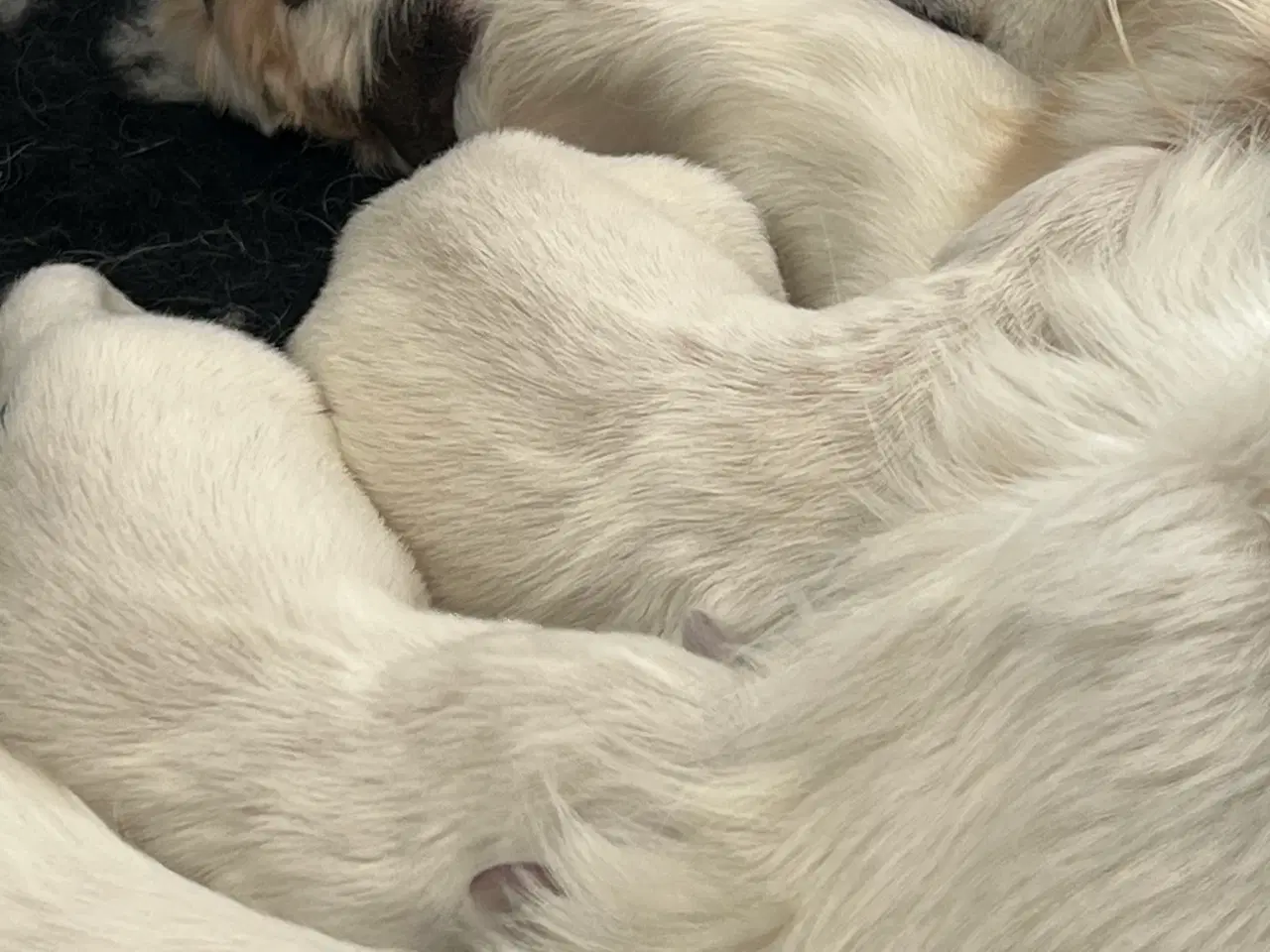 Billede 5 - Golden Retriever hvalpe 