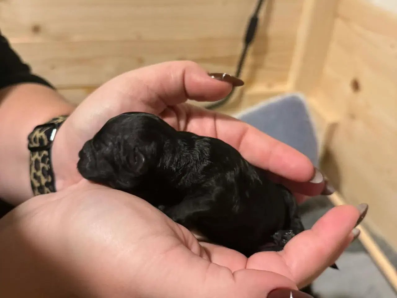 Billede 3 - Doodle-hvalpe til salg 🐶