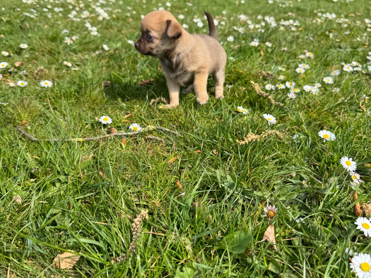 Billede 11 - Chihuahua/papillon hvalpe