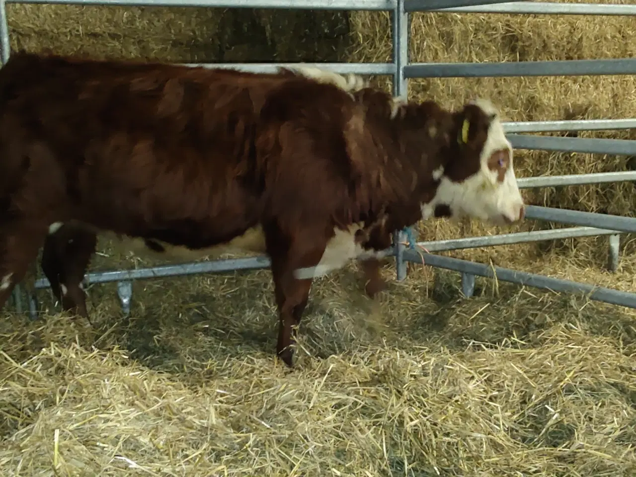 Billede 4 - Mini Hereford 