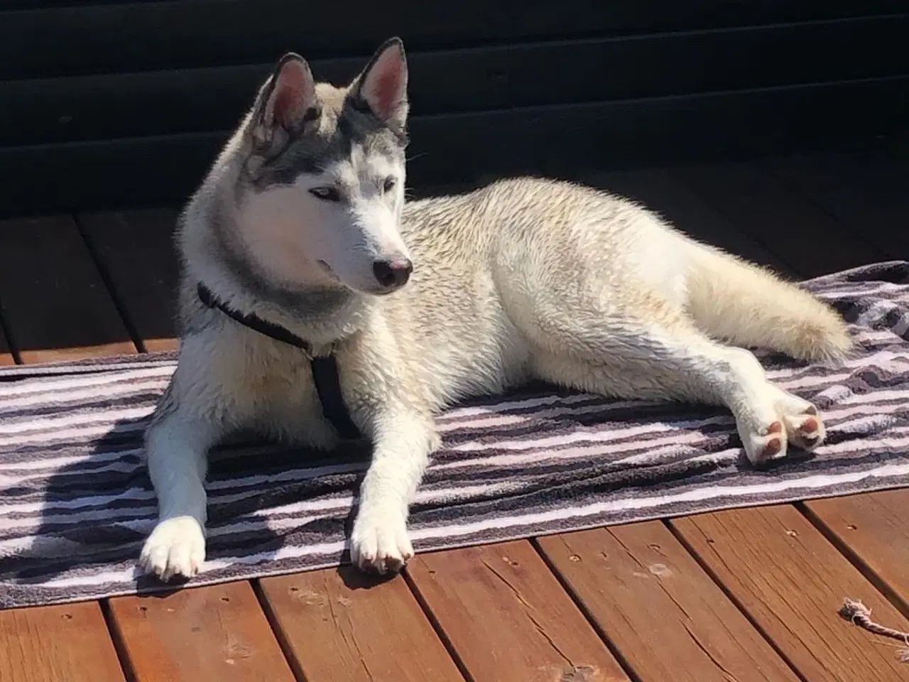 Billede 5 - Husky søger nyt hjem