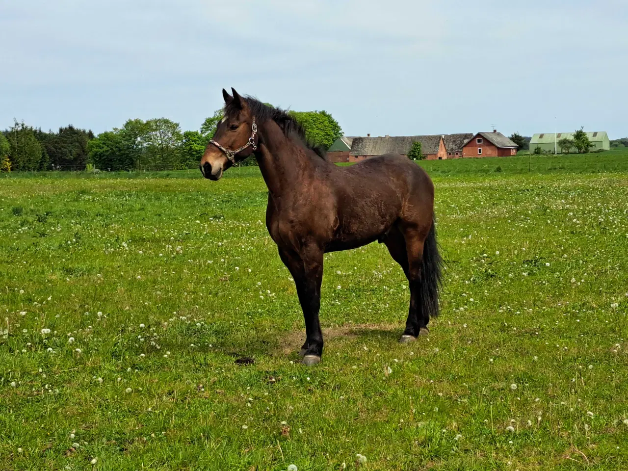 Billede 1 - Kone hest rideskole hest 
