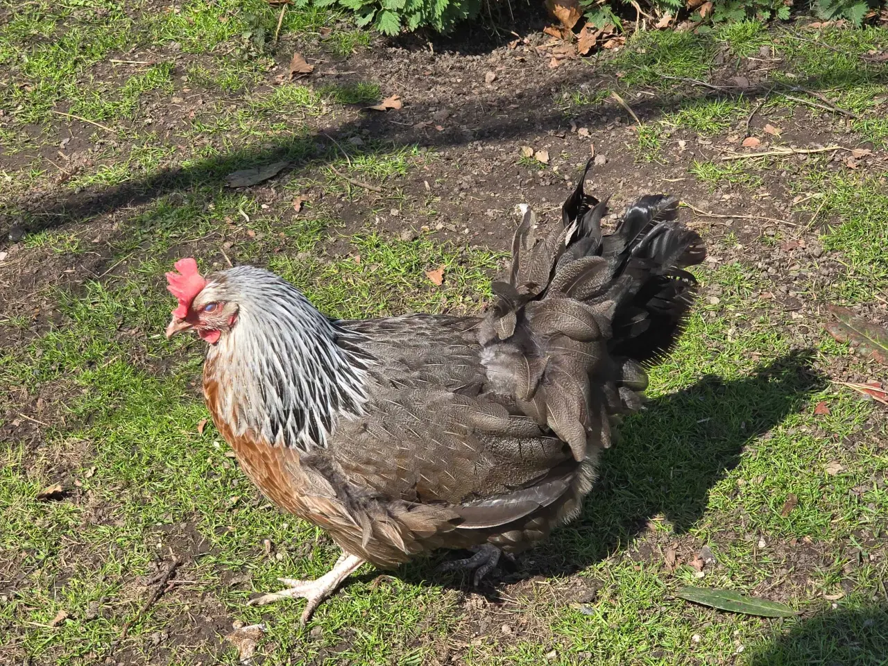 Billede 4 - Høns Dorking