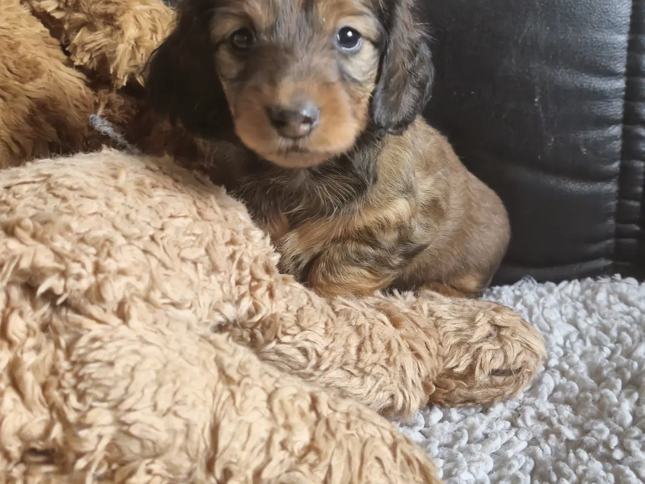 Billede 9 - lang Håret Dværg/Mini Gravhund