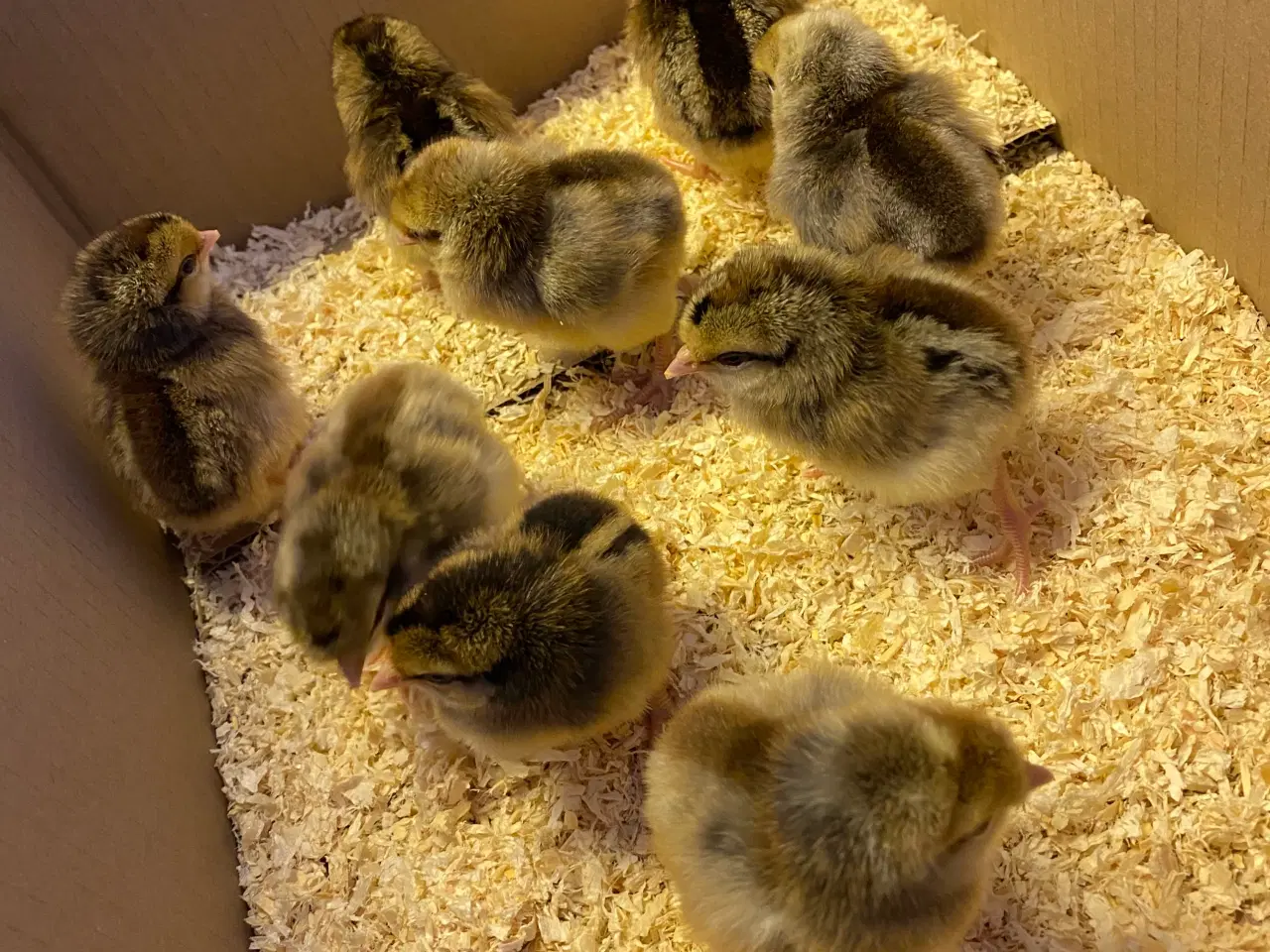 Billede 3 - Cream Lagbar rugeæg.