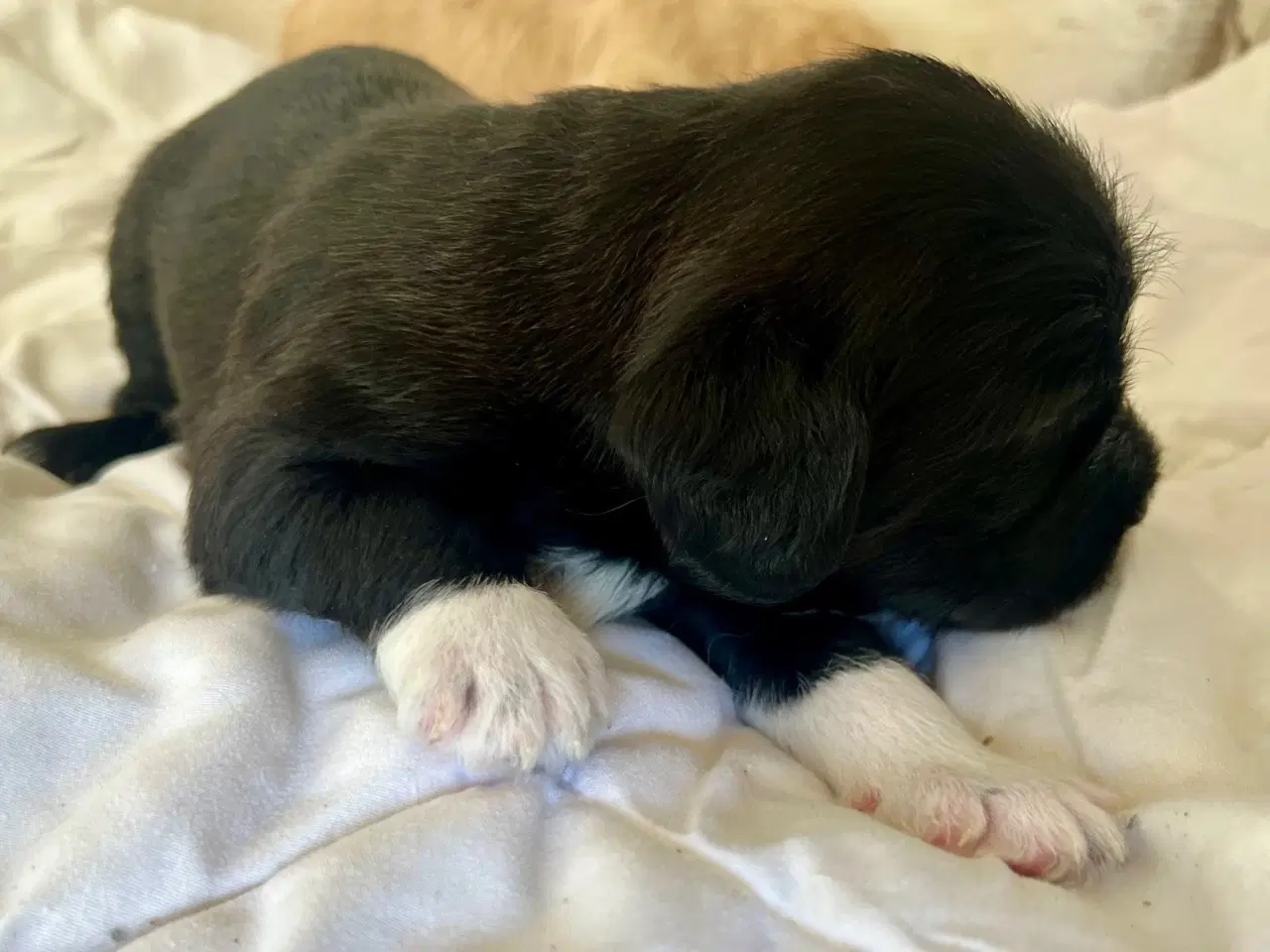 Billede 9 - Super skønne sociale Lagotto blandinger