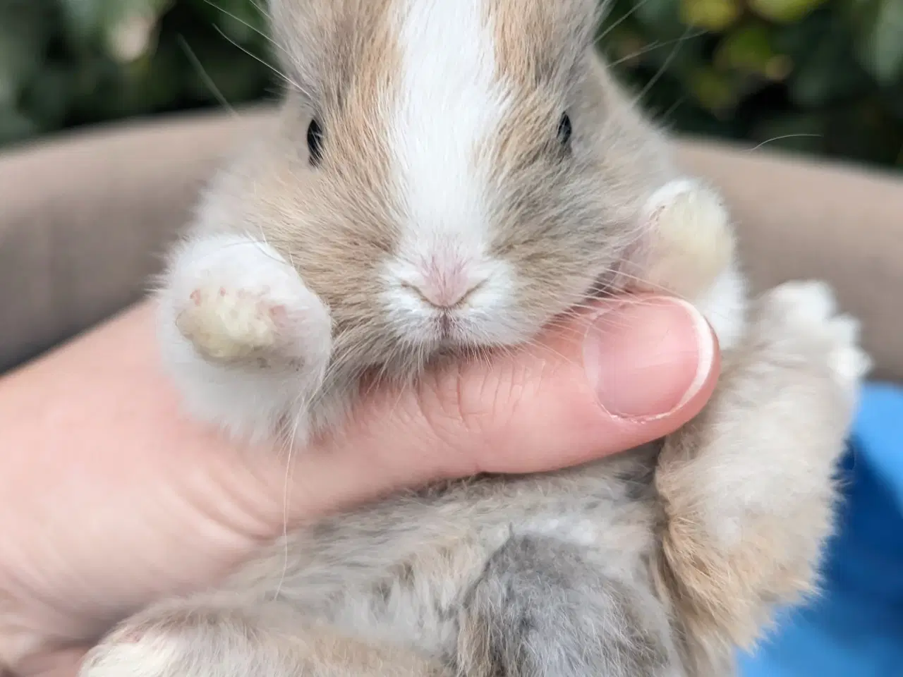 Billede 5 - Hermelin kaninunge sælges