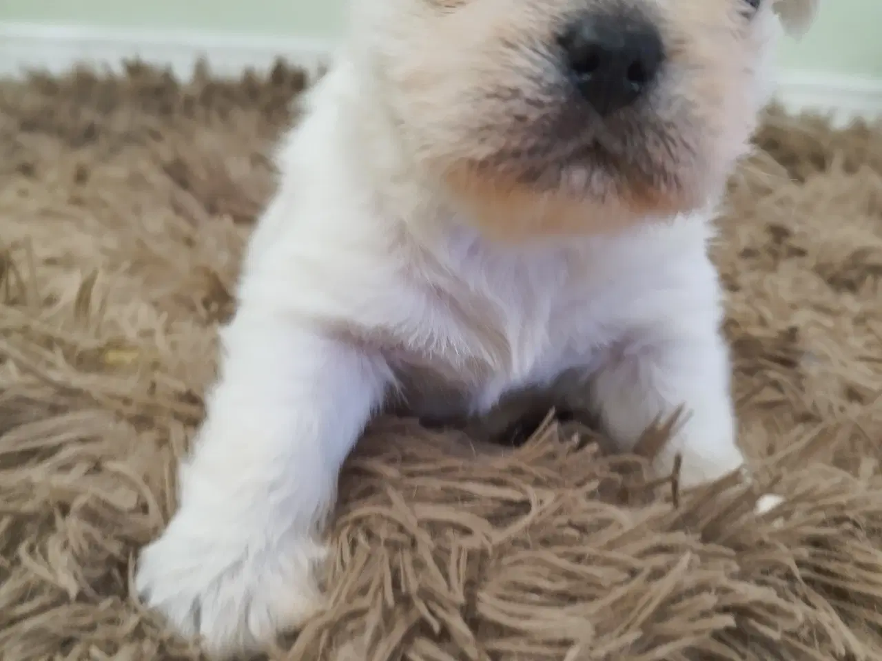 Billede 2 - Mops/Coton de Tulear 