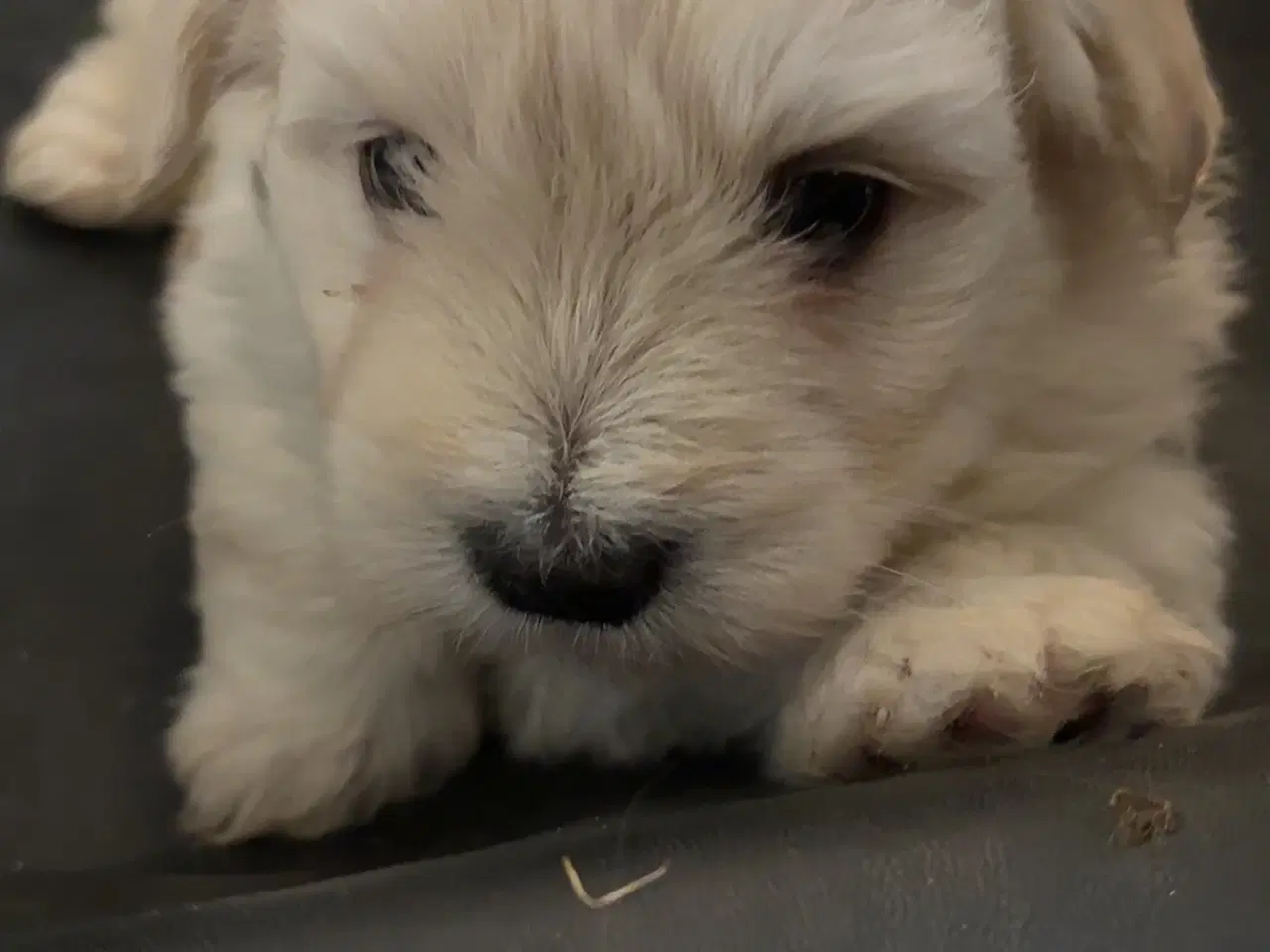 Billede 4 - Westie/malteser