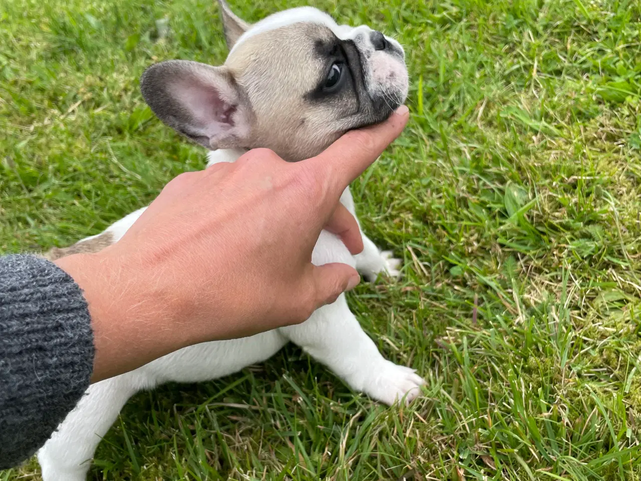 Billede 4 - Franske bulldog hvalpe