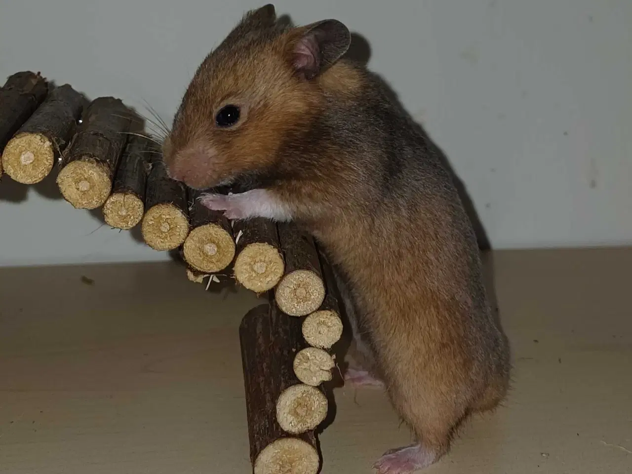 Billede 10 - Guldhamster unger