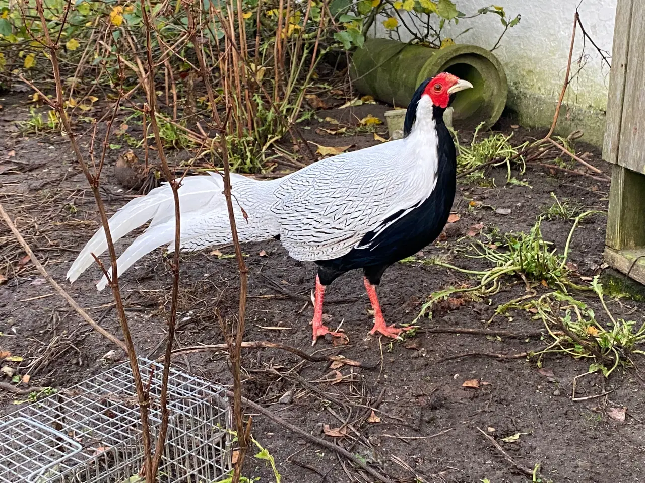 Billede 1 - Sølvfasankok fra 2022