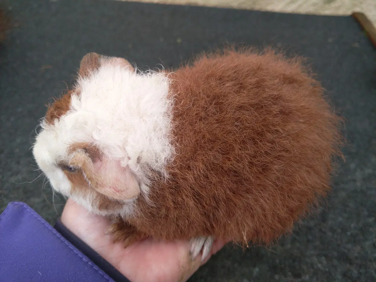 Billede 2 - 2 Teddy søstre