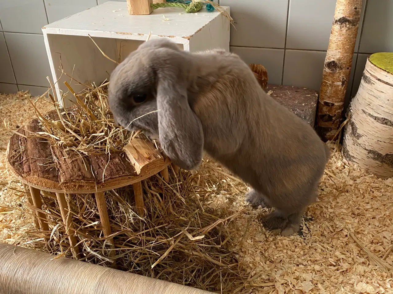 Billede 2 - Dværgvædder Isabellafarvet han