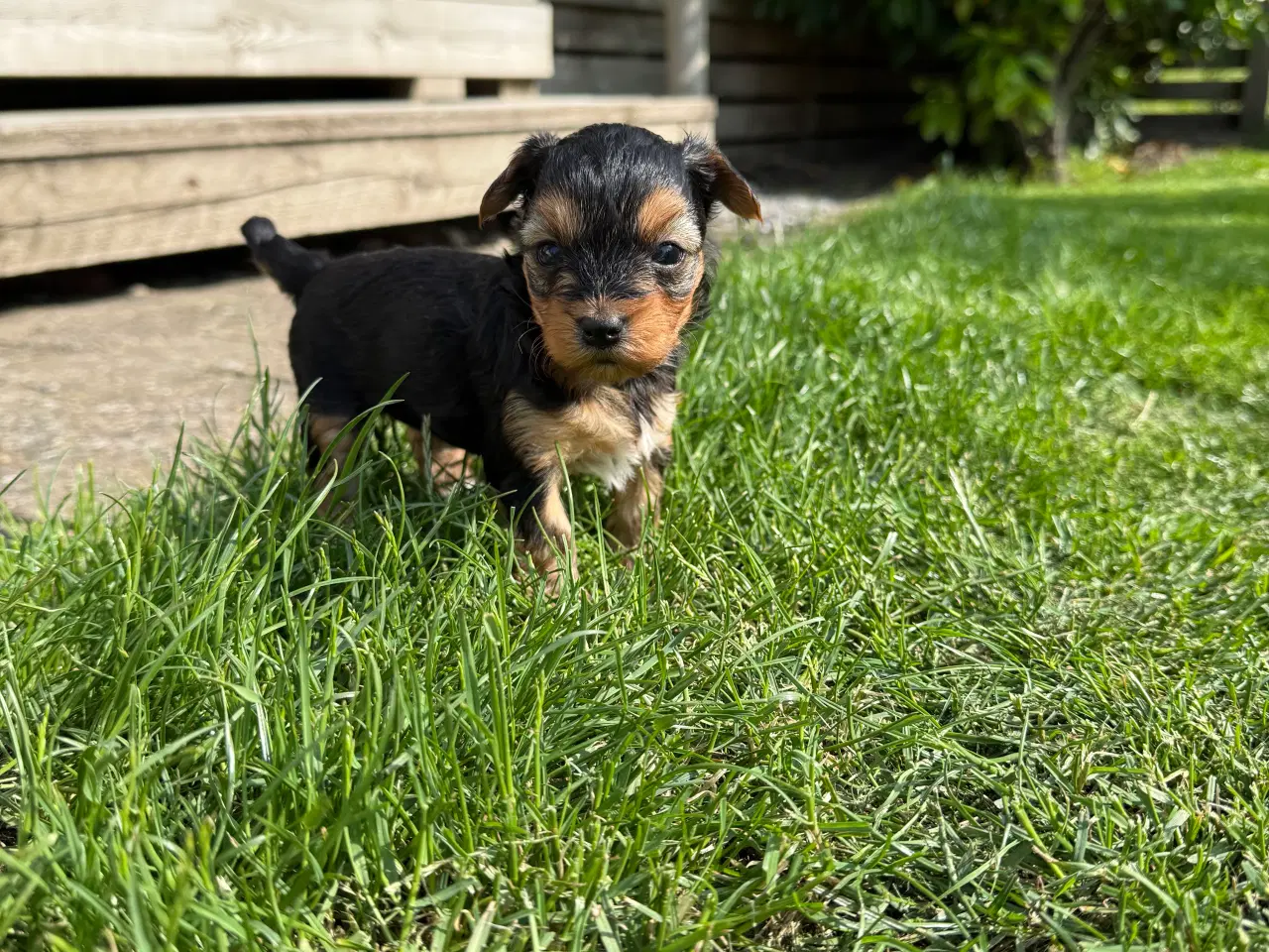 Billede 10 - Yorkshire Terrier Hvalpe