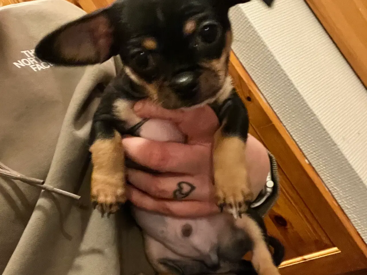 Billede 7 - 3 skønne hanhvalpe søger nyt, kærligt hjem. 