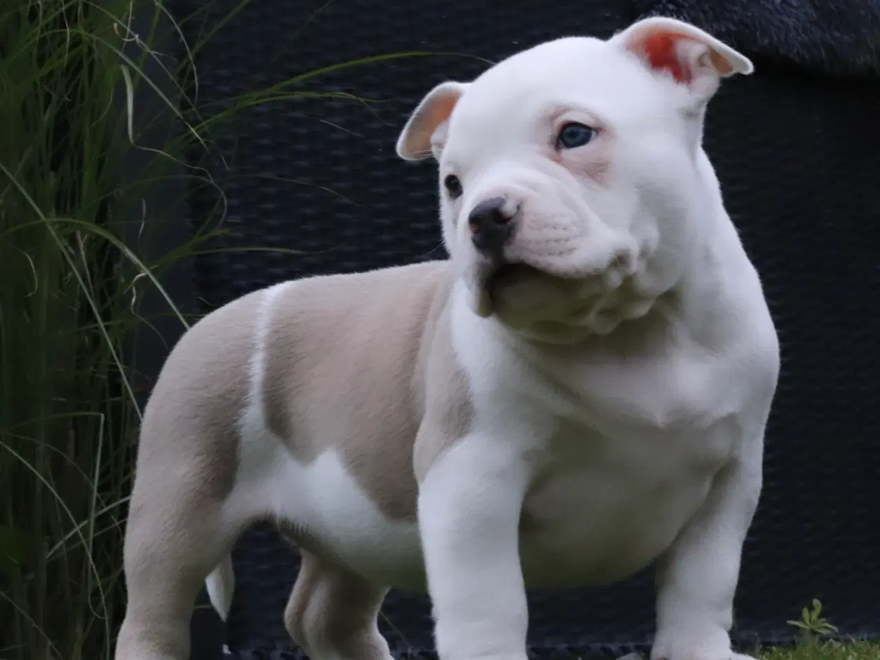 Billede 1 - American bully hvalpe