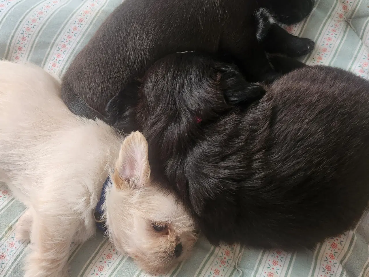Billede 2 - Boomer dreng sælges