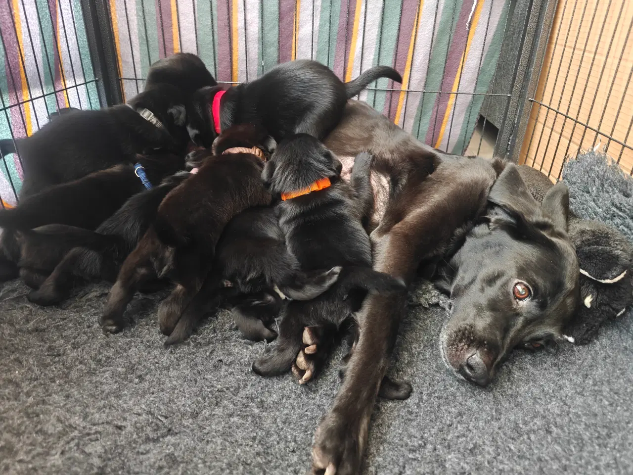 Billede 3 - Labrador formel 1 